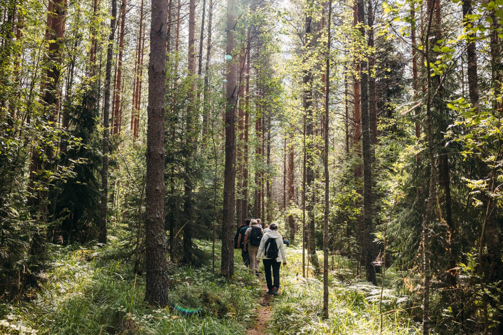 Metsänhoitotyöt Tapanilassa elokuun alussa: Reitit voivat olla hetkellisesti suljettuina